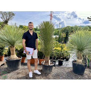 Juka vláknitá (Yucca filifera) - výška 170-200 cm, kont. C70L (-15°C)